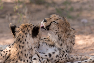 Guépard, cheetah, Acinonyx jubatus, Parc national du Kalahari, Afrique du Sud