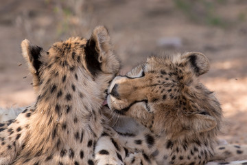 Guépard, cheetah, Acinonyx jubatus, Parc national du Kalahari, Afrique du Sud