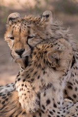 Guépard, cheetah, Acinonyx jubatus, Parc national du Kalahari, Afrique du Sud