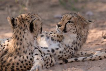 Guépard, cheetah, Acinonyx jubatus, Parc national du Kalahari, Afrique du Sud