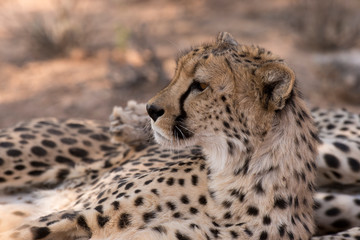 Guépard, cheetah, Acinonyx jubatus, Parc national du Kalahari, Afrique du Sud
