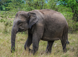 Fototapeta na wymiar Wild Elephant in Wasgamuwa National Park, Sri Lanka