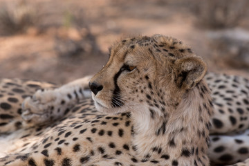 Guépard, cheetah, Acinonyx jubatus, Parc national du Kalahari, Afrique du Sud