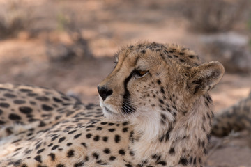 Guépard, cheetah, Acinonyx jubatus, Parc national du Kalahari, Afrique du Sud