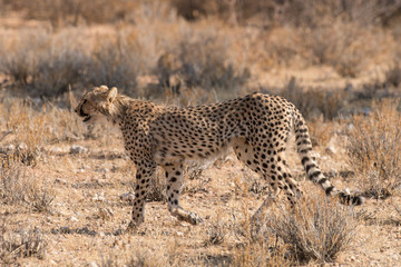 Guépard, cheetah, Acinonyx jubatus, Parc national du Kalahari, Afrique du Sud