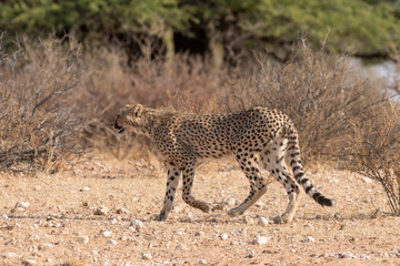 Guépard, cheetah, Acinonyx jubatus, Parc national du Kalahari, Afrique du Sud