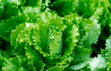 Lettuce salad leaf background. Fresh batavia salad. Top view whole lettuce leaf growth on organic...