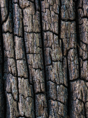 Closeup dried texture of dark brown bark.