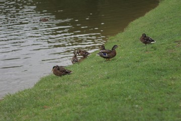 Wild ducks 01