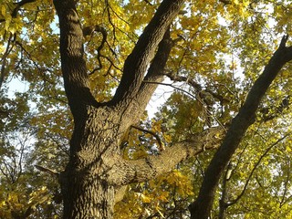 autumn, landscape .wood .tree, sky, nature
