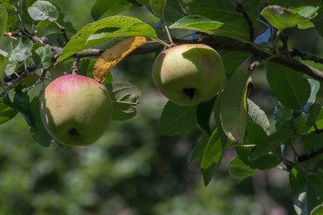 Apples before harvest, hanging on their tree.