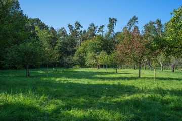 Fototapeta na wymiar Meadow orchard in the early summer sun. 2