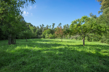 Fototapeta na wymiar Meadow orchard in the early summer sun. 3