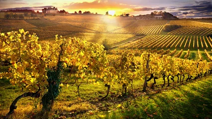 Poster wijngaarden bergerac frankrijk © thieury