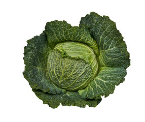 Raw savoy cabbage  isolated on white background.Clipping Path.