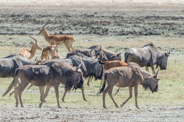 kleine Herde in Afrika