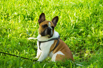 Fototapeta premium French bulldog laying outdoor on the grass.