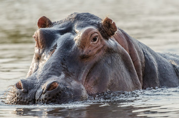Fototapeta premium Flusspferd - Portrait im Wasser