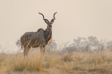 Strepsiceros - großer Kudu im Feld