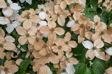 Faded flowers of the Japanese dogwood or Cornus kousa in closeup.