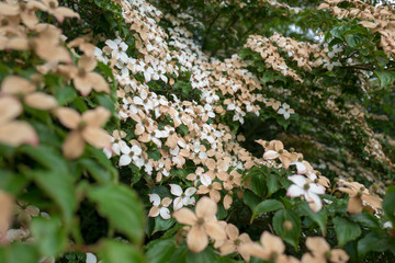 Faded flowers of the Japanese dogwood or Cornus kousa in closeup.