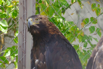 head of mountain eagle