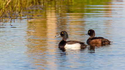 Tufted duck (Aythya fuligula)