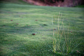 Tall grass on golf course lawn