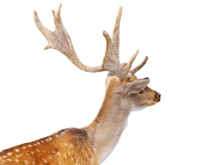 European fallows deer on white