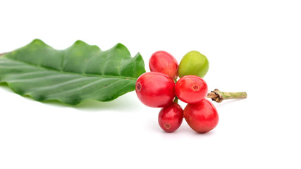 Fresh Arabica coffee beans and leaves on a white background.