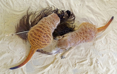 meerkats playing with a bird feather