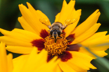 A bee on a blossom of coneflowers (rudbeckia)