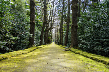Azoren - Terra Nostra Park - Weg mit Bäumen