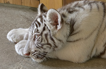 little white tiger cub resting
