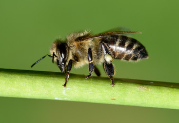 Biene, Pollenhoeschen, Apis, mellifera © Ruckszio