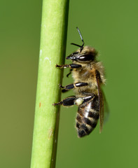 Biene, Pollenhoeschen, Apis, mellifera © Ruckszio