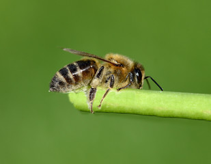 Biene, Pollenhoeschen, Apis, mellifera © Ruckszio