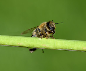 Biene, Pollenhoeschen, Apis, mellifera