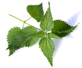 Brennnessel, Urtica, Dioica, Grosse