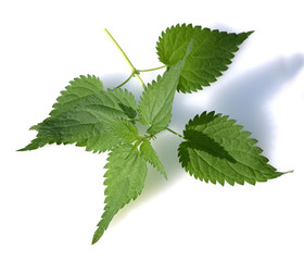 Brennnessel, Urtica, Dioica, Grosse