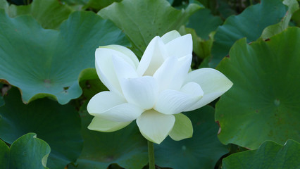 蓮の花　真如蓮