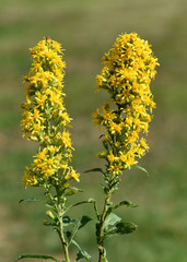 Goldrute, solidago, virgaurea, echte