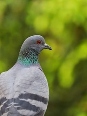 portrait of pigeon