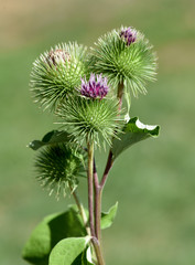 Grosse, Klette, Arctium, lappa