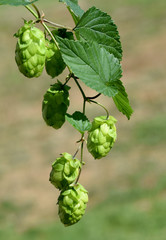 Hopfen, Humulus lupulus