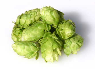 Obraz premium Hopfen, Humulus lupulus