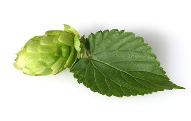 Obraz premium Hopfen, Humulus lupulus