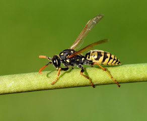 Wespe, Vespula germanica