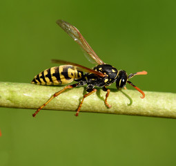 Wespe, Vespula germanica