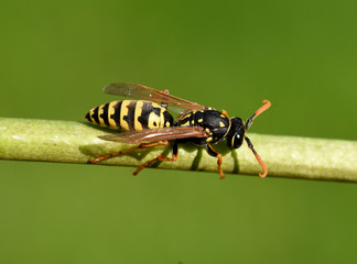 Wespe, Vespula germanica